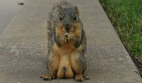 squirrel-nuts.jpg